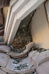 Pigeon Nest in Arizona