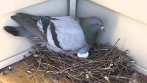 Pigeon nests are extremely dirty