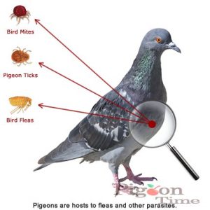 Do not treat pigeon infestations alone.